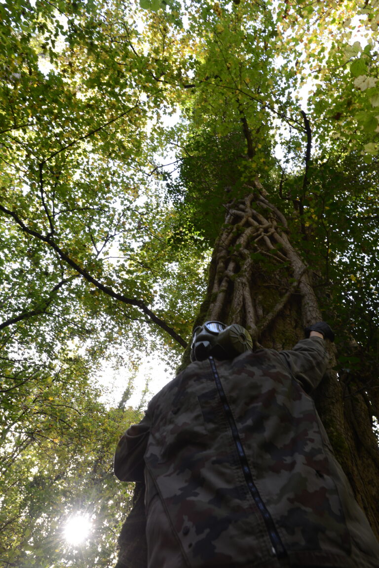 tronco di un albero